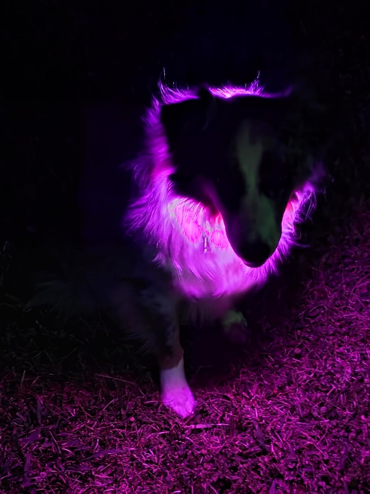 A dogs with a fluffy coat is illuminated by a red mild, standing on a textured ground