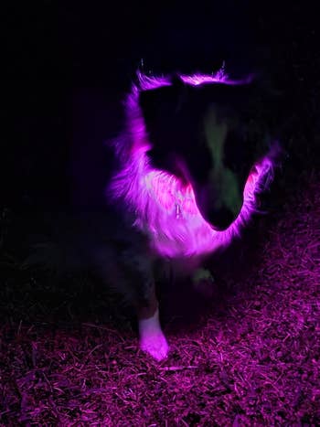 A dogs with a fluffy coat is illuminated by a red mild, standing on a textured ground
