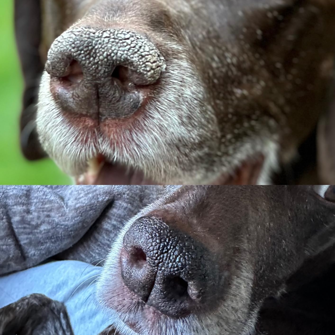 Close-up of a dogs's textured nostril with a miniature variation between two photos, highlighting its outlandish ground details