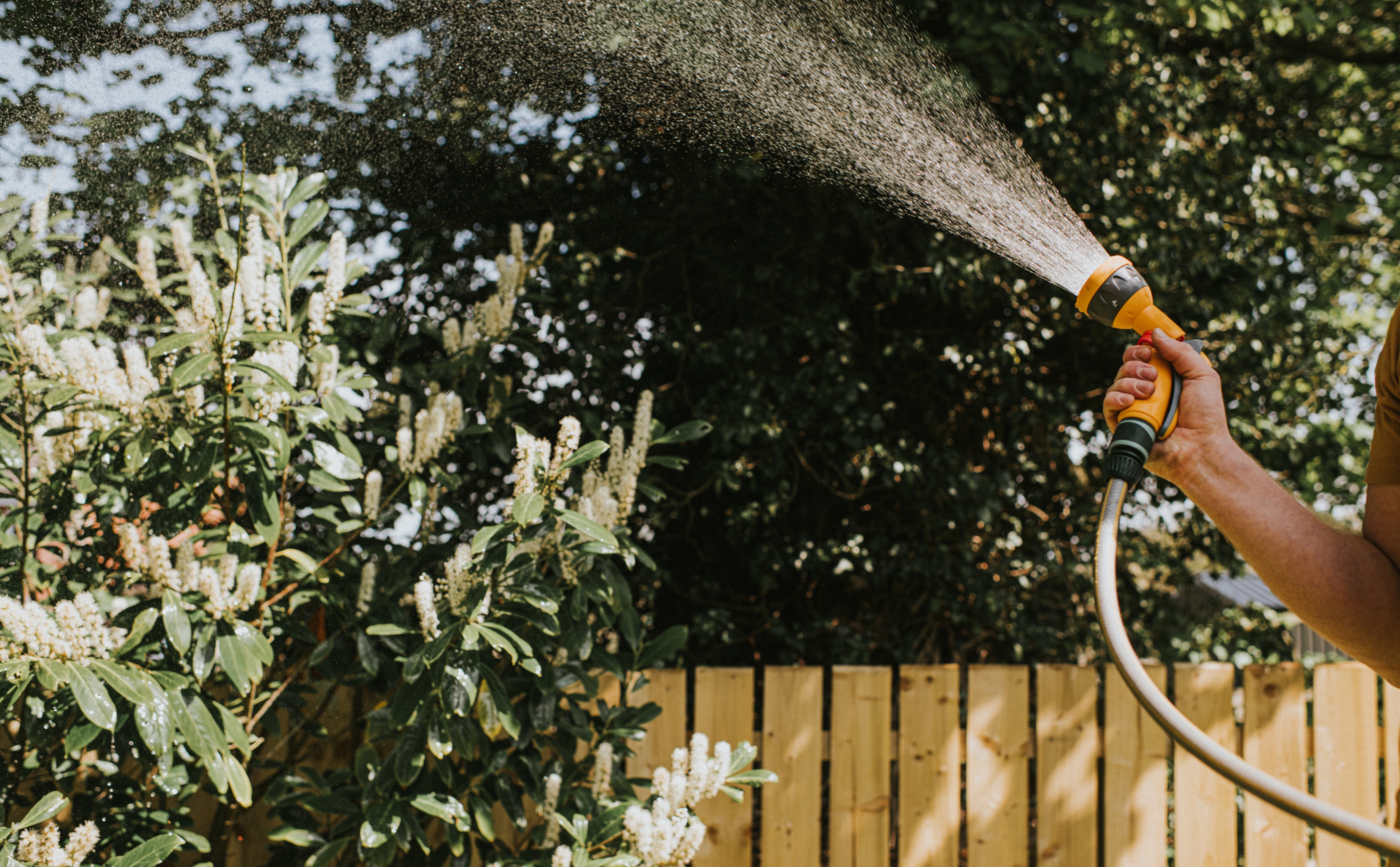 A person watering plants with a garden hose, surrounded by greenery and a wooden fence in a backyard setting
