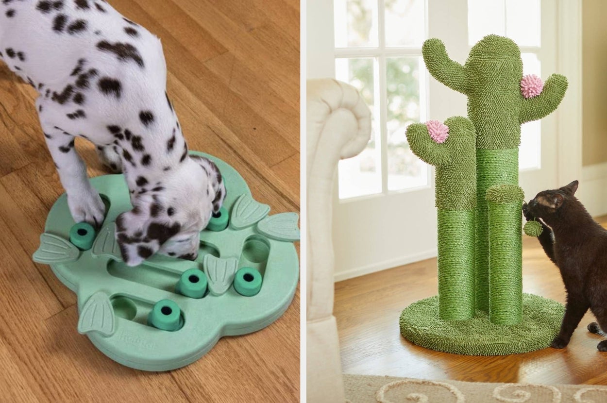 A Dalmatian plays with a puzzle toy while a cactus-shaped scratching post attracts a cat