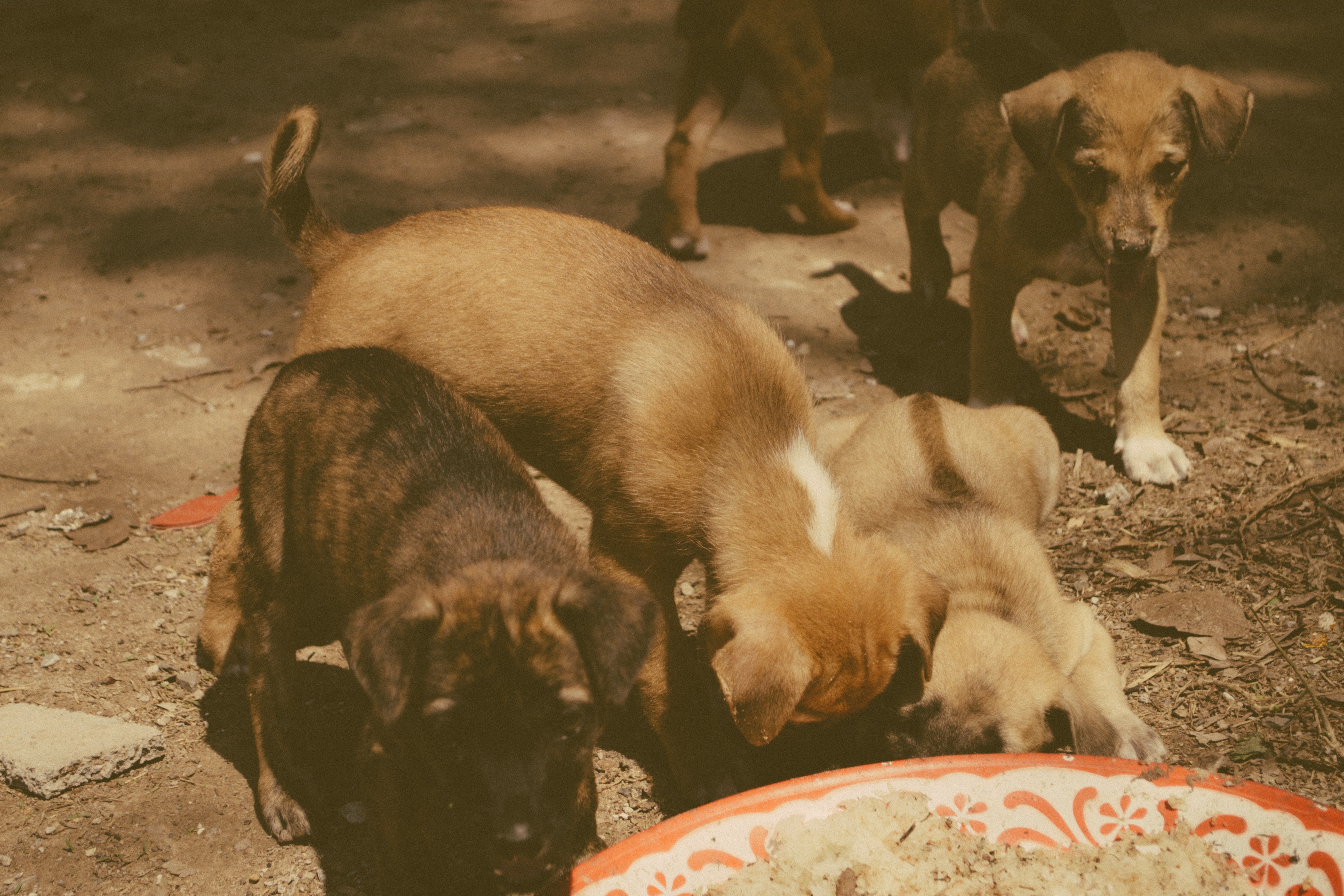 Several puppies gather around a food dish outdoors, some eating while others explore the area