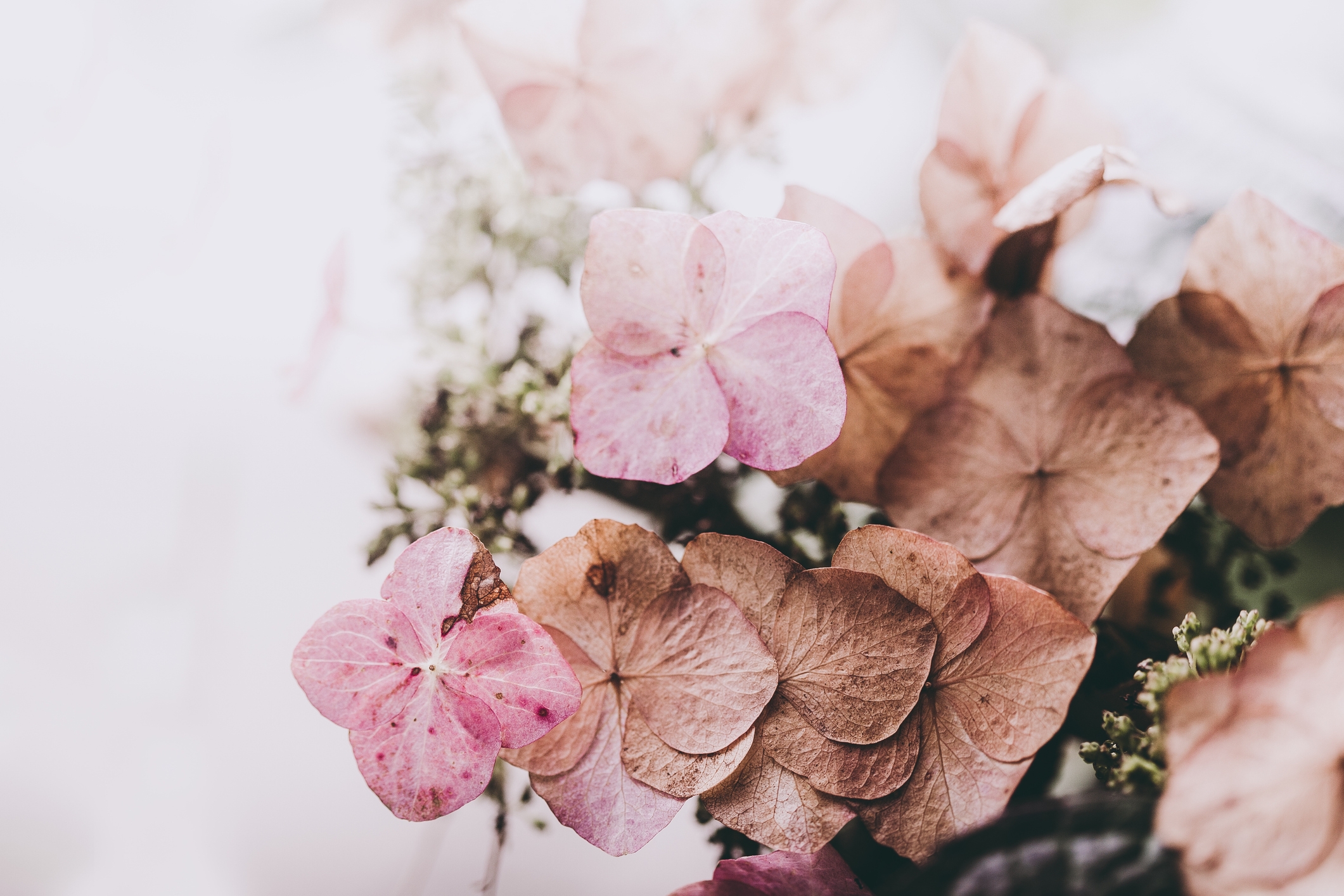 Close-up of a cluster of delicate dried flowers with a soft focus background
