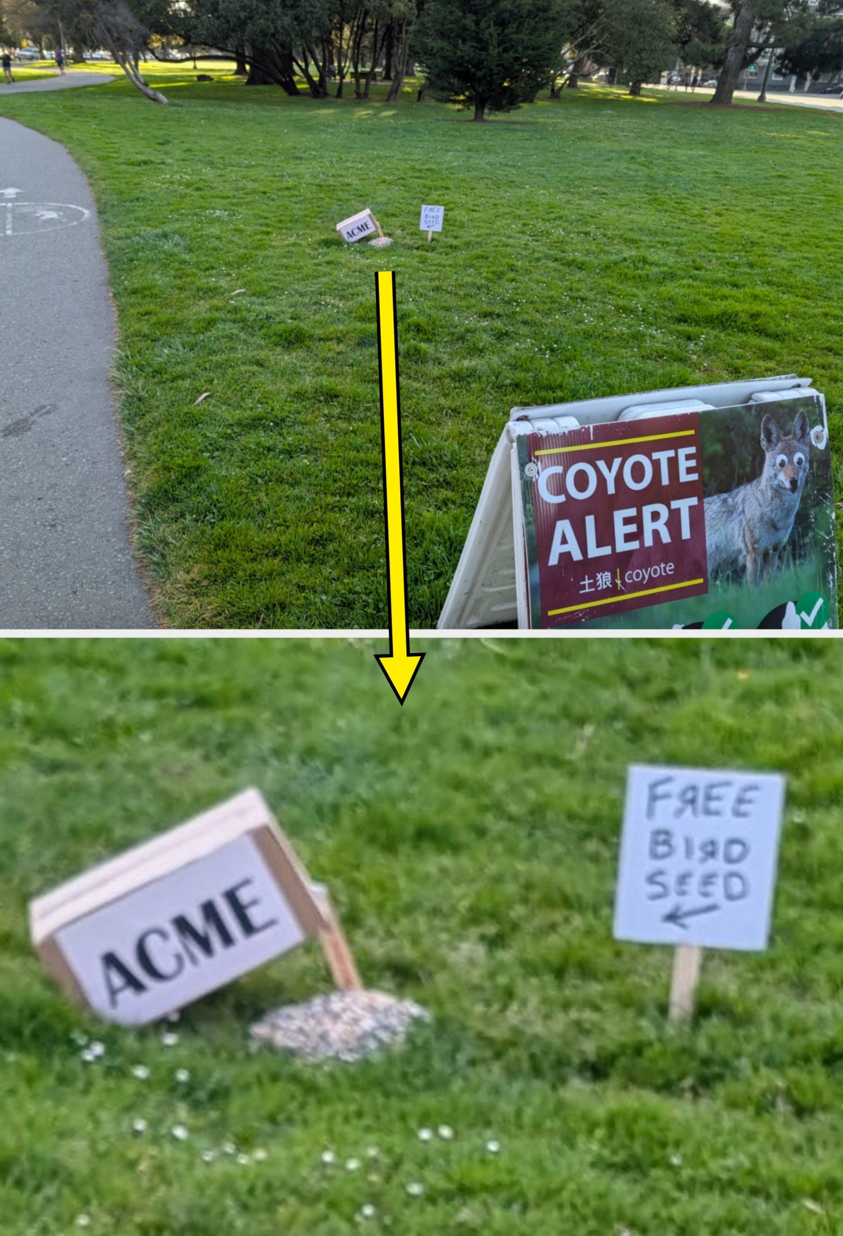 Sign on grass reads "Coyote Alert." Someone has added two smaller signs on the grass saying "ACME" and "Free Bird Seed"