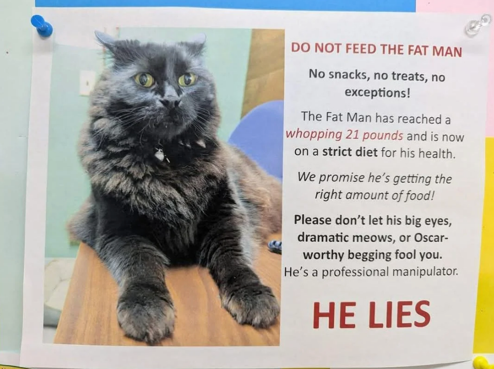 Sign asking people not to feed an overweight cat, jokingly calling him a "professional manipulator" and liar, with a photo