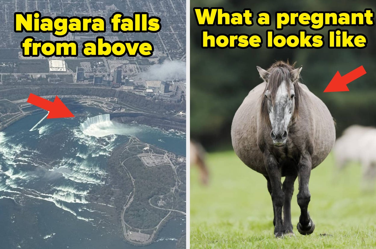 Split image: Left shows an aerial view of Niagara Falls, right shows a pregnant horse walking forward