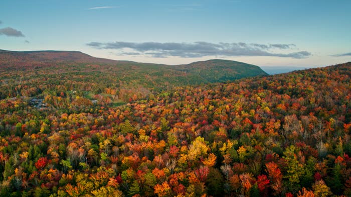 Aerial presumption    of a immense   scenery  with dense wood  and rolling hills, showing a blend of autumn foliage against a wide   sky