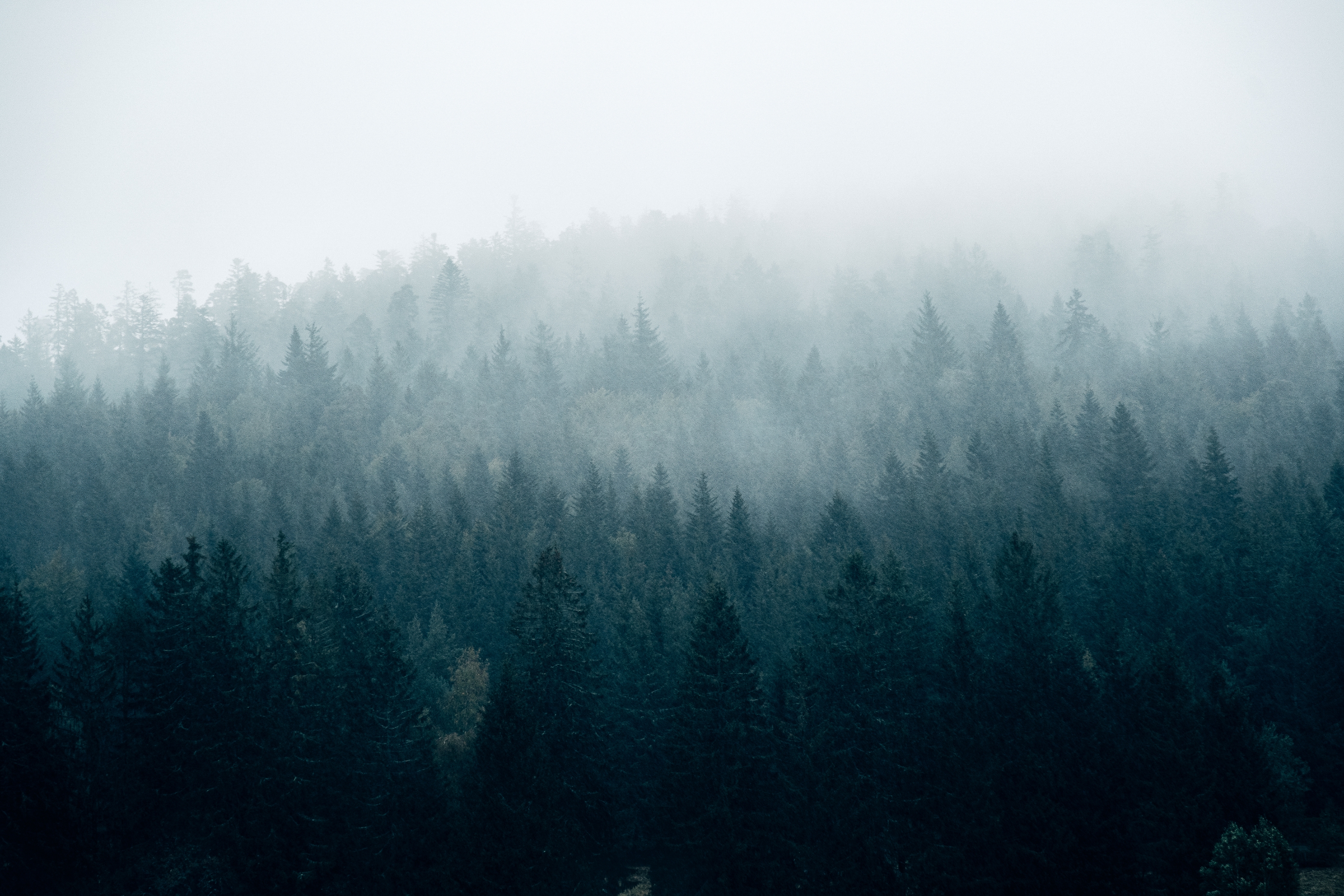 Misty forest landscape with dense tree coverage and fog obscuring the treetops