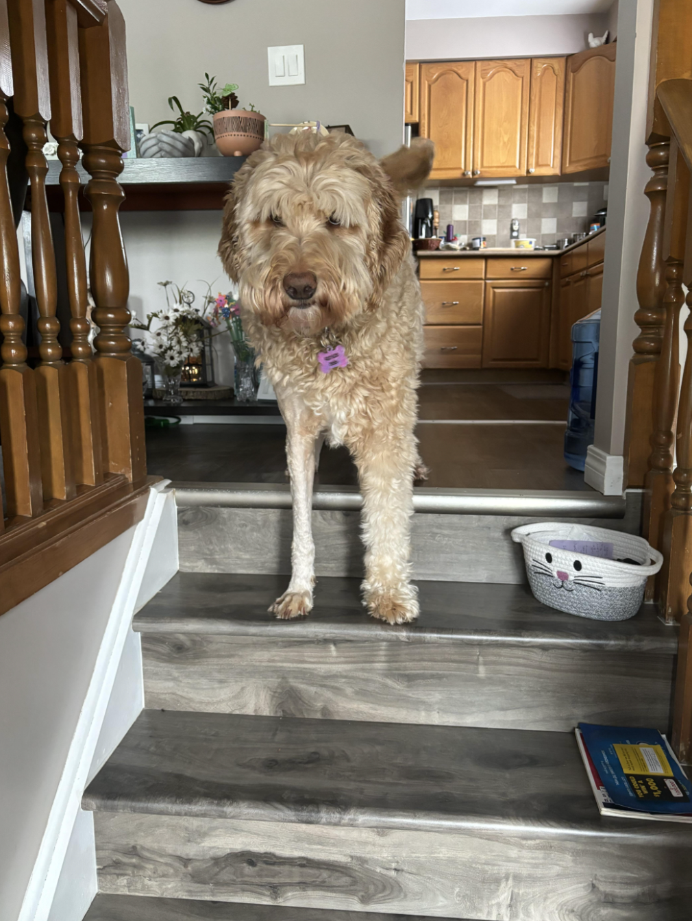 Golden doodle stands at the top of a staircase at home, looking down