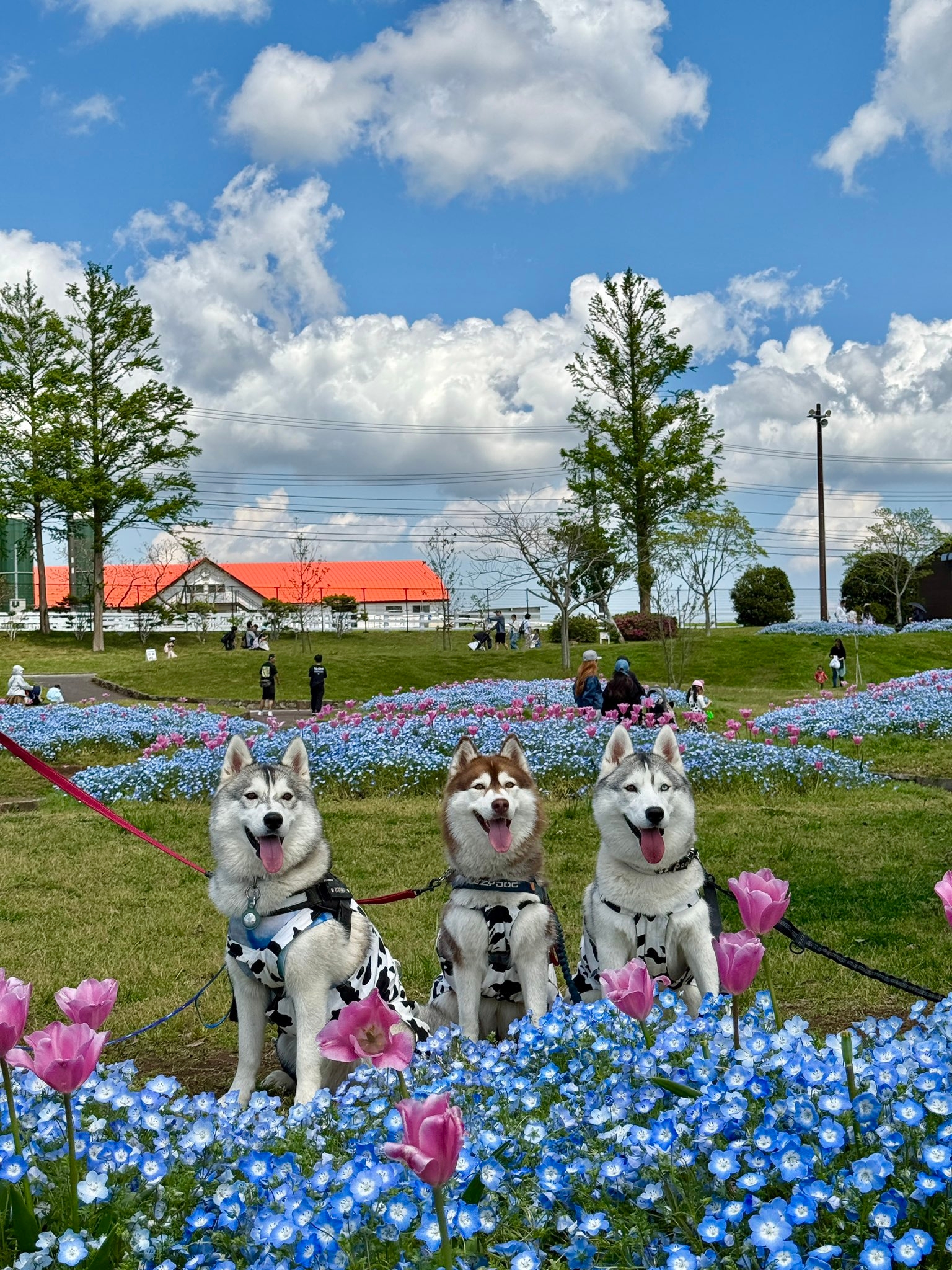 シベリアンハスキーのロゼくん(写真右)、グレイくん(写真左)、あんずちゃん(写真真ん中)/飼い主さんのX(@5rose_husky)より
