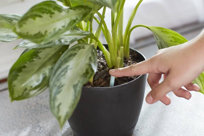 Person's inserting the spike into a potted plan