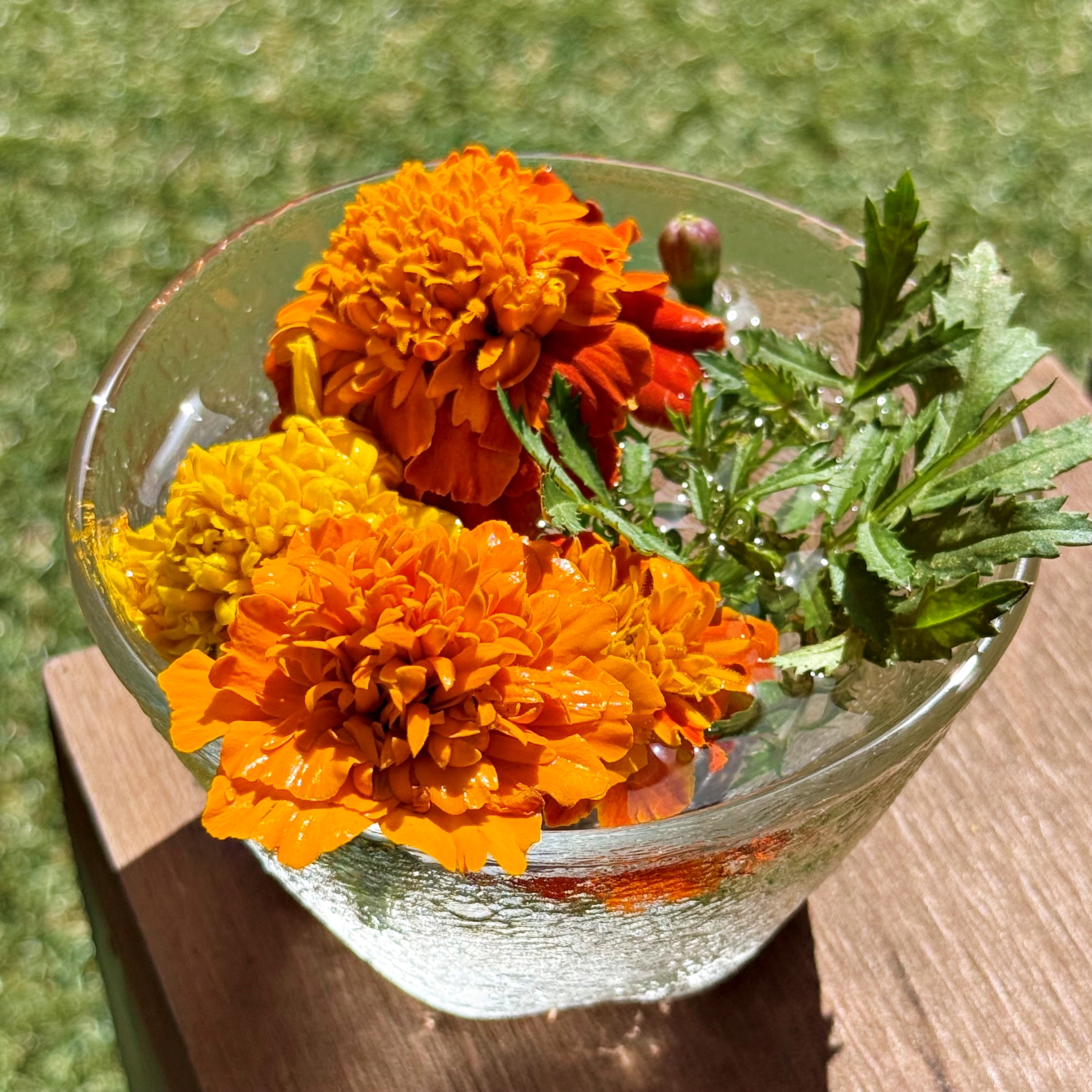 ガラスのボウルに入ったマリーゴールドの花と葉が机に置かれている。
