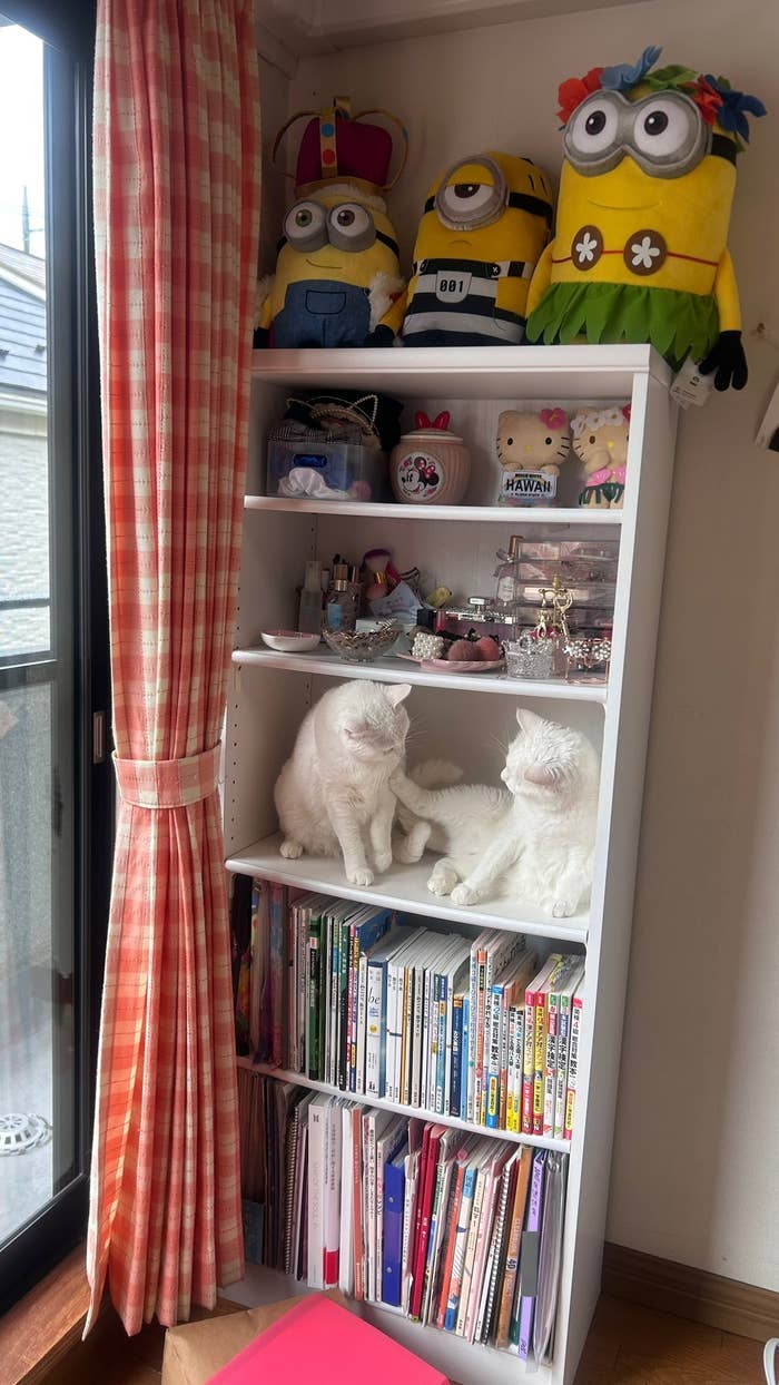 本棚で戯れるぽむりんちゃんとぽわたんちゃん/ぽむりんとぽわたんさんのXアカウント(@pom_powa_nyan)より