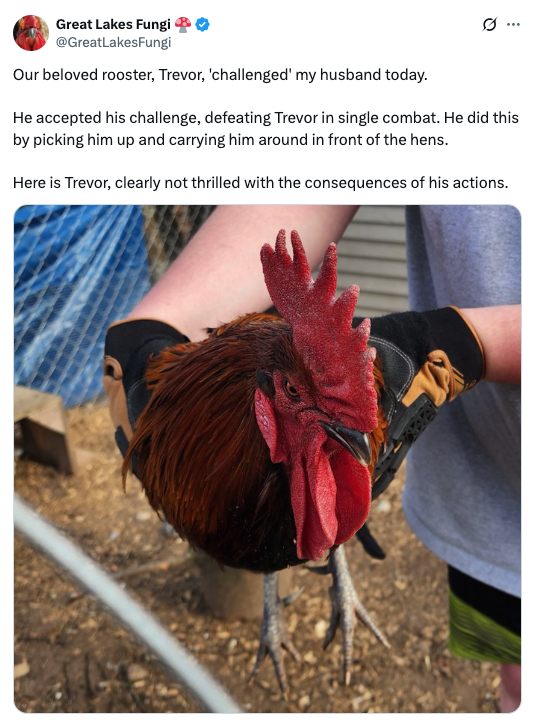 A person holding a rooster named Trevor, described with humor as having been defeated in a challenge