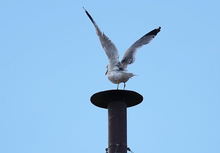 Seagull perched on a chimney top, wings spread wide against a clear sky