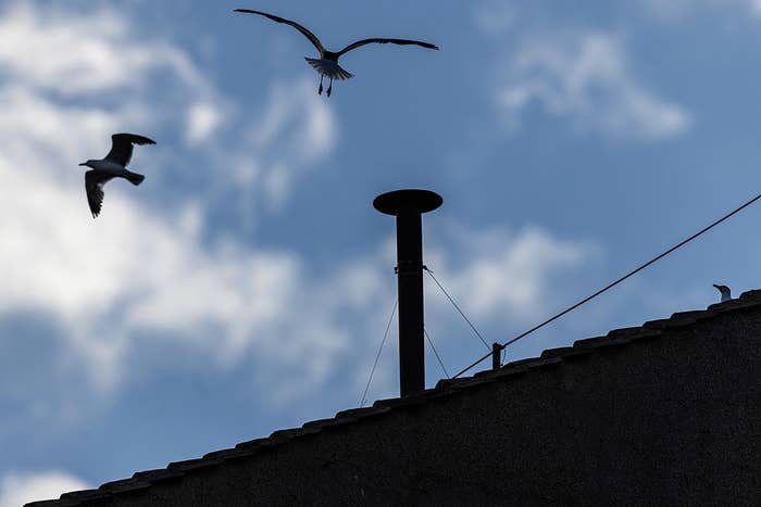 Silhouettes of two birds flying over a rooftop against a cloudy sky, with another bird perched near a chimney