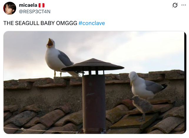 Seagull perched on a rooftop beside another seagull and a fluffy chick, under a tweet reading: "THE SEAGULL BABY OMGGG #conclave"