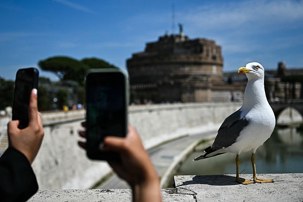 Seagull perched on a stone ledge with people photographing it; historical building in the background