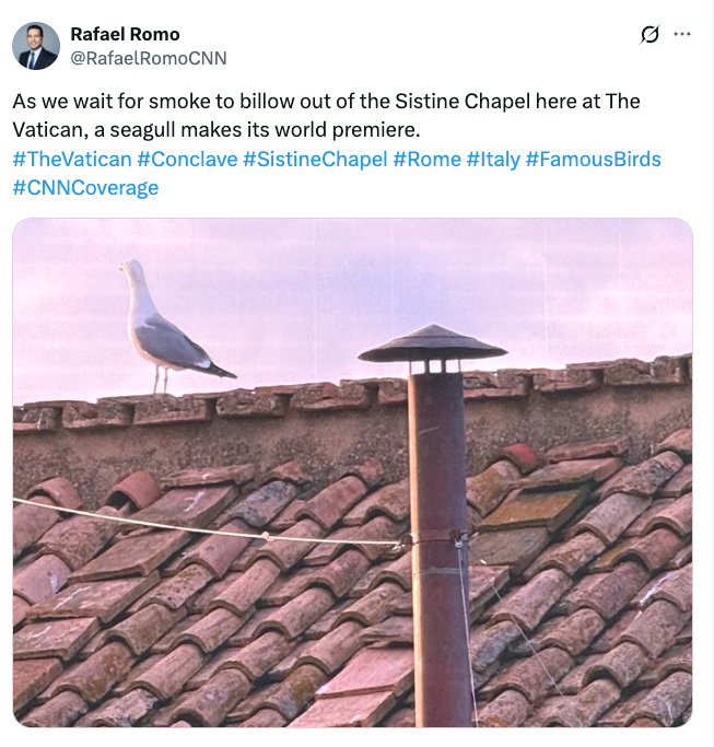 A seagull perches on the Sistine Chapel's roof, awaiting the Vatican's conclave smoke announcement