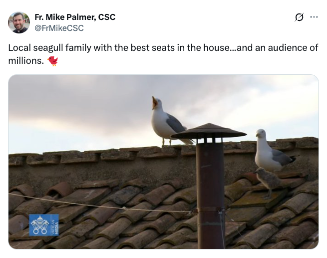 Two seagulls perched on a rooftop, one calling out. Caption humorously refers to them having "the best seats" and an "audience of millions."