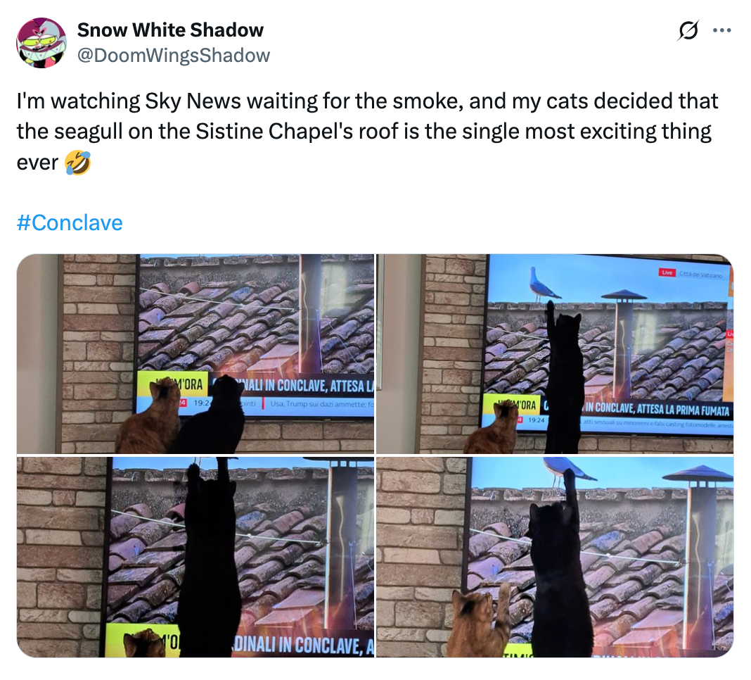 Cats on their hind legs paw at a TV screen showing news about the Sistine Chapel roof