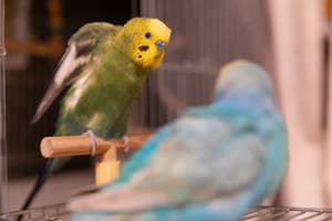 2羽のインコがケージ内で止まり木に止まっている様子。手前のインコは後ろ向き。