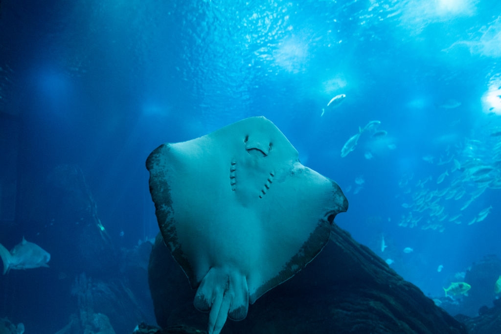 エイのイメージ画像