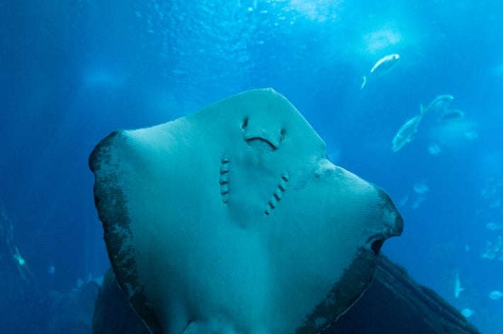 水族館で泳ぐエイの水中ショット。ユーザーの広告記事に使用。