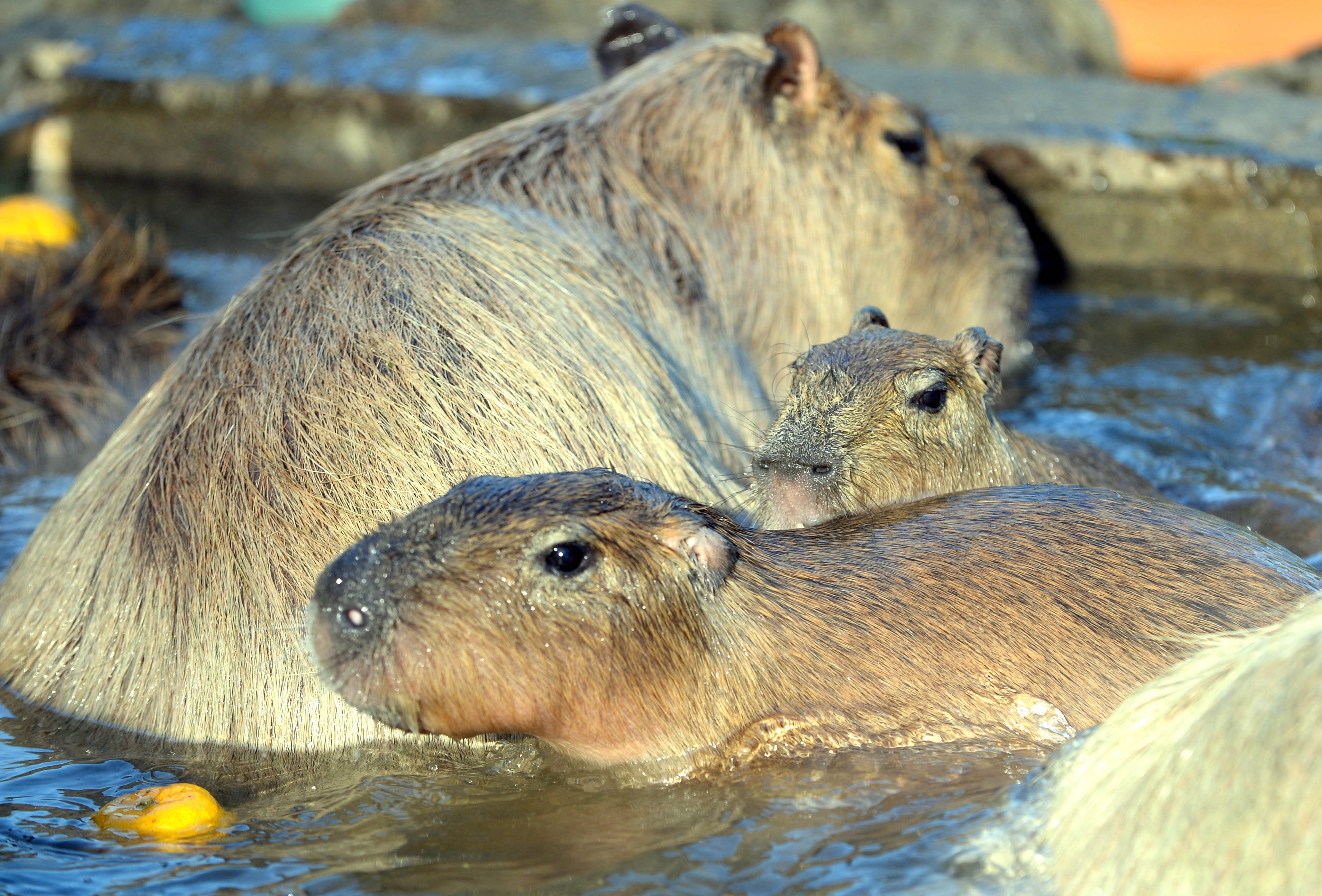 Capybara family relaxing in a pool of water, with one adult and three young capybaras