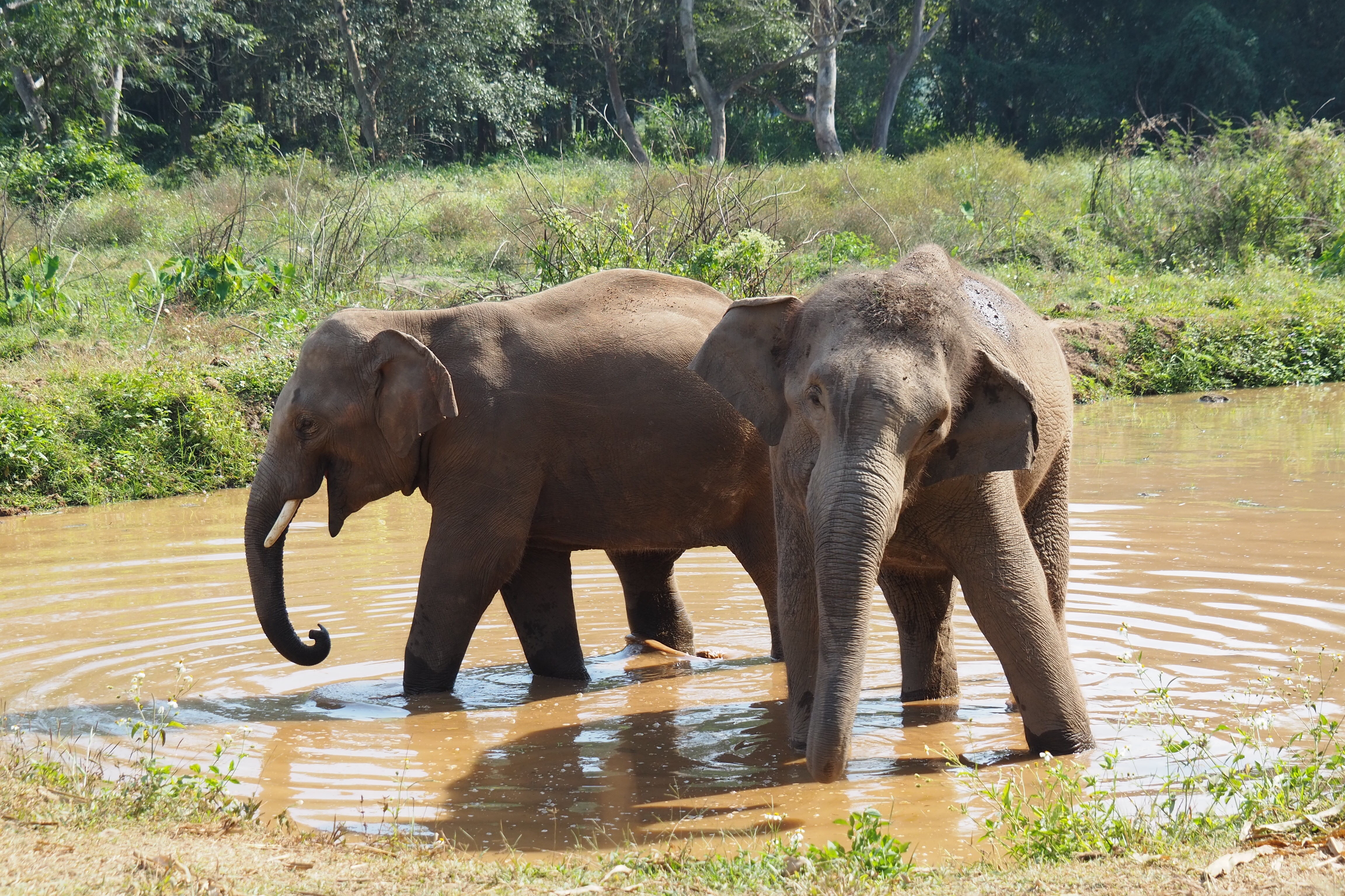 Two elephants standing in a muddy waterhole in a lush, green landscape