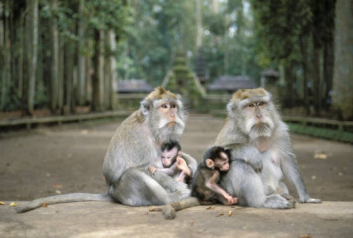 Four monkeys sitting on a path in a forested area, two adults each holding a baby monkey