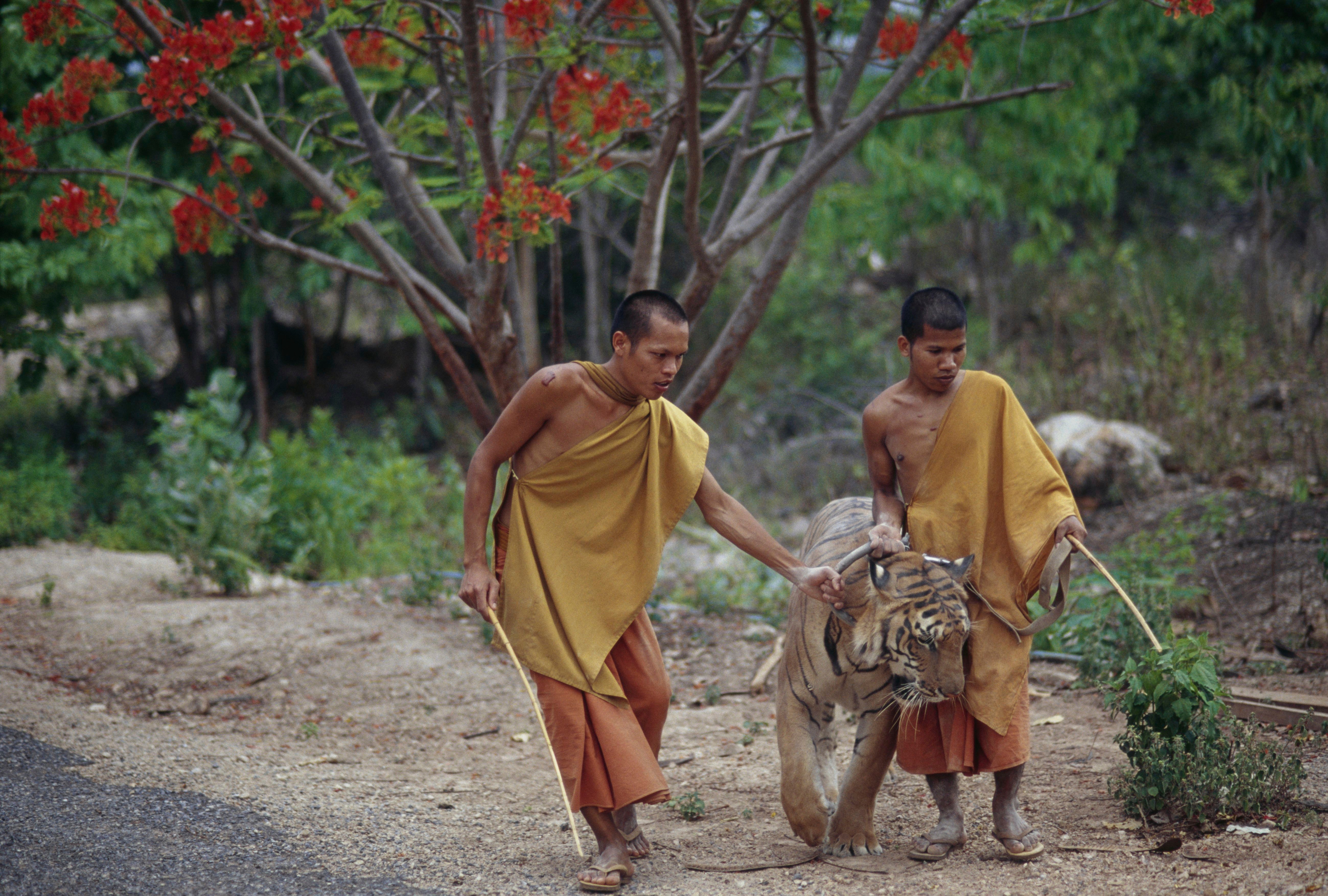 Two monks in traditional robes guide a tiger on a path, using sticks for gentle direction. A flowering tree is in the background