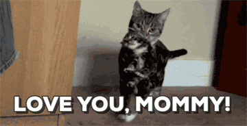 Cat carries kitten, walking towards camera with text overlay: &quot;LOVE YOU, MOMMY!&quot;