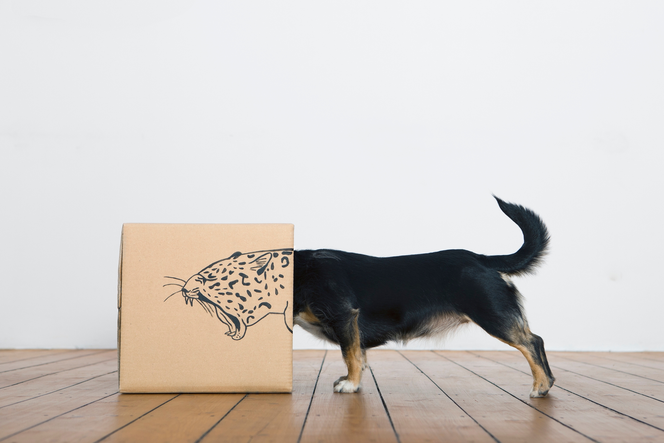 Dog standing with its head inside a box that has a drawing of a growling leopard's face, creating a humorous illusion