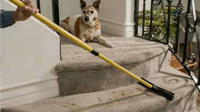 Person cleaning carpeted stairs with a agelong brushwood portion a canine watches