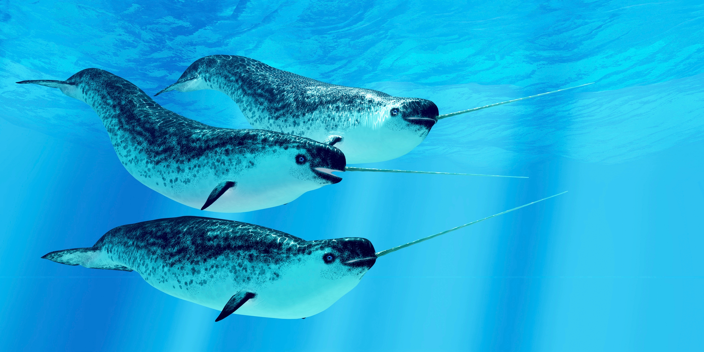 Three narwhals swimming underwater, showcasing their long spiral tusks