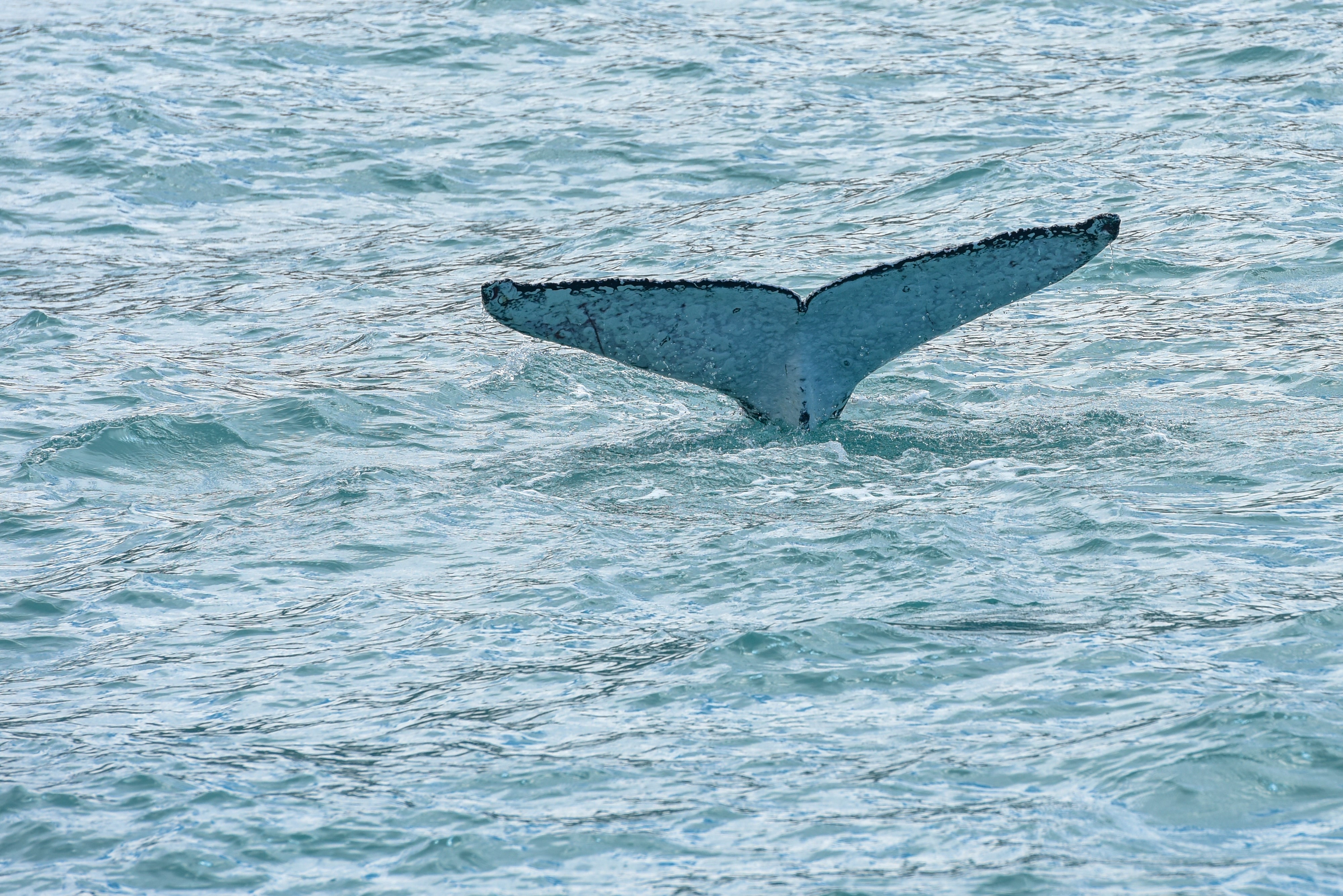 Whale tail emerges from the ocean's surface during a whale-watching trip, highlighting marine wildlife in a travel adventure setting