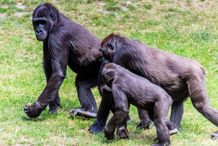 Three gorillas stand on grass, two younger ones closely following the adult. They appear to be in a natural habitat