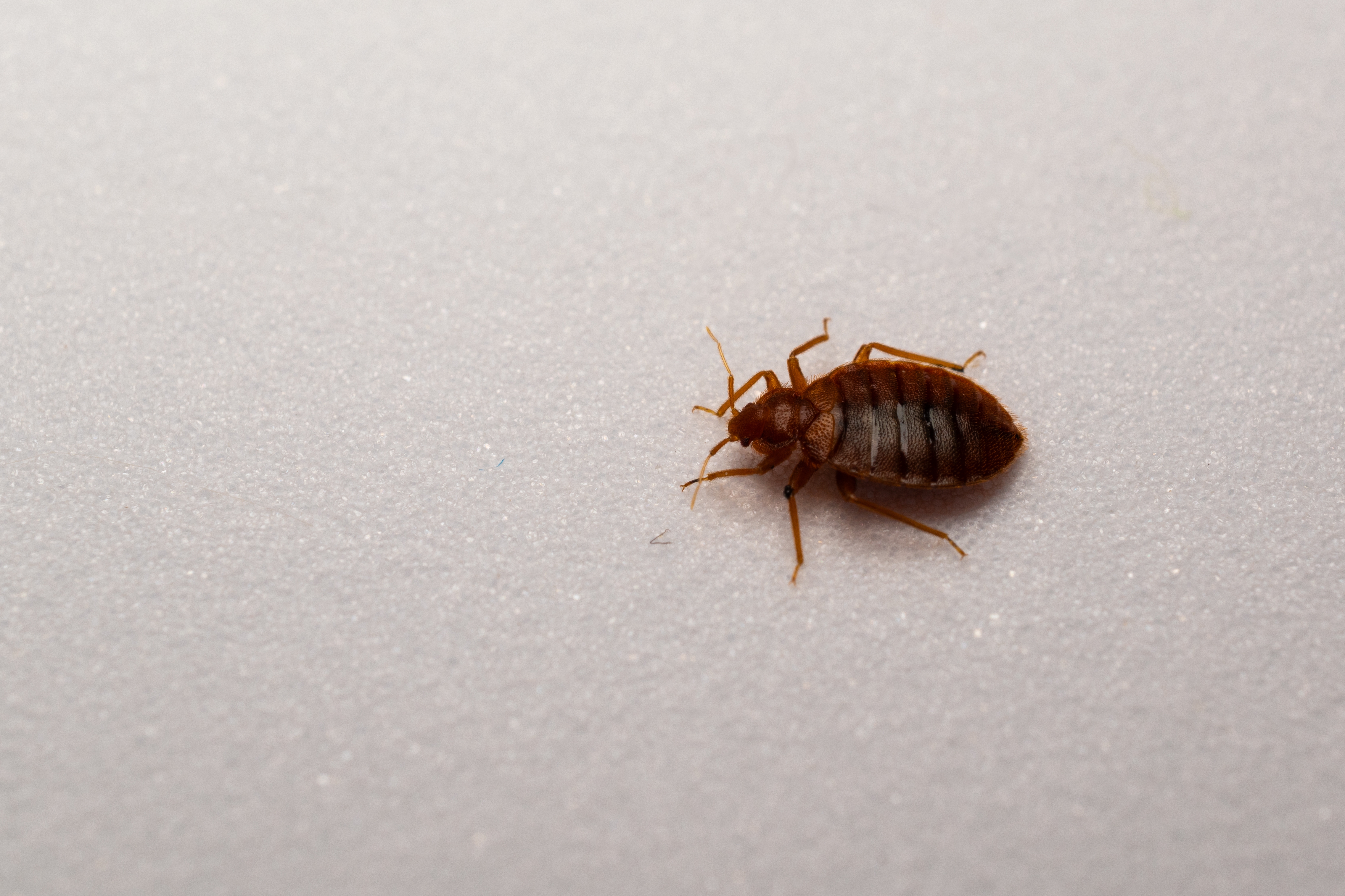 A close-up of a single bed bug on a light surface, showcasing its oval shape and distinct body features