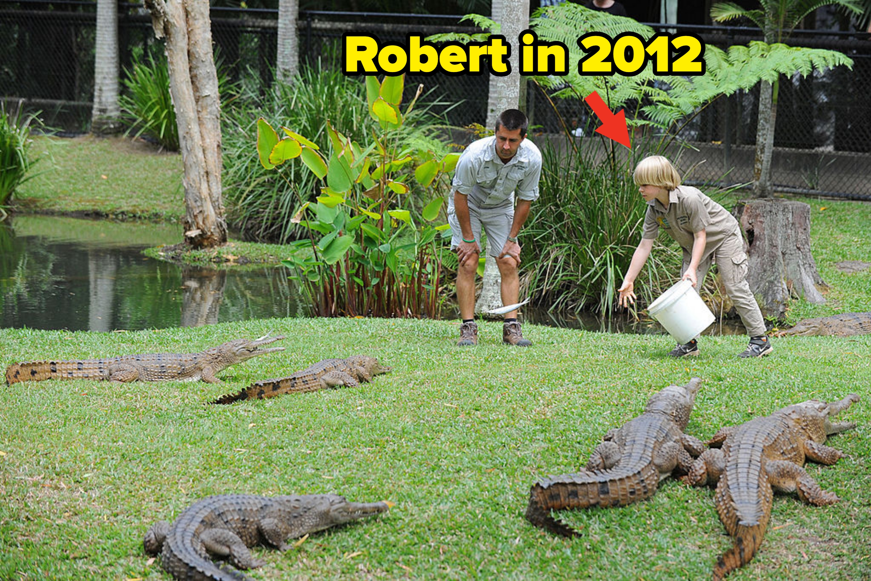 Two people feeding several crocodiles on a grassy area near a pond, holding buckets and extending tools toward the crocodiles