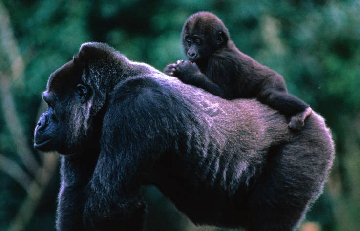 Robert Irwin Responds To 100 Men Vs A Gorilla Debate