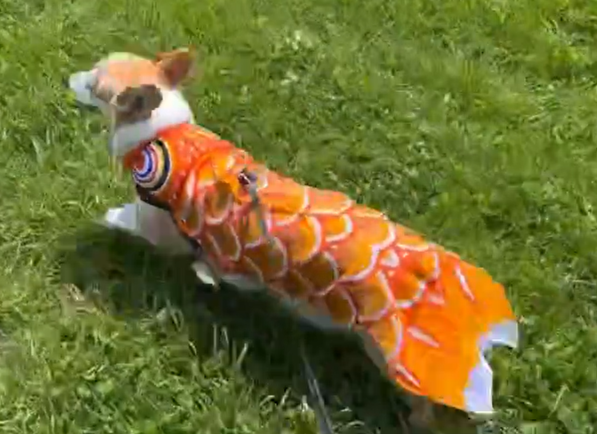 こいのぼりの衣装を着た閣下 / 閣下と下僕（@KAKKAtoGEBOKU）さんのXより