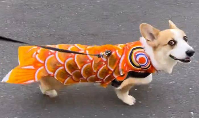 こいのぼりの衣装を着た閣下 / 閣下と下僕（@KAKKAtoGEBOKU）さんのXより