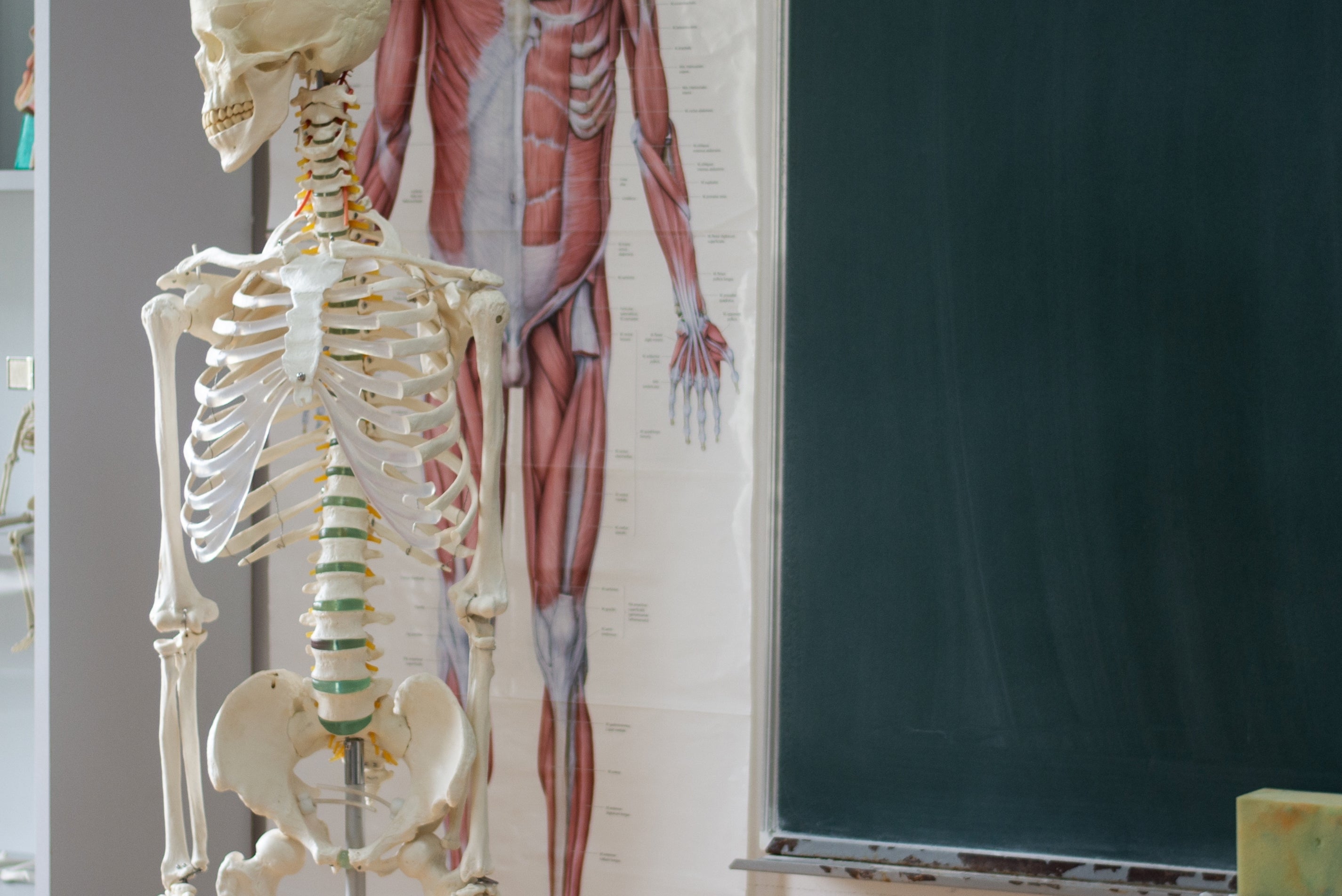 A classroom scene with a human skeleton model next to a blackboard and anatomical chart in the background