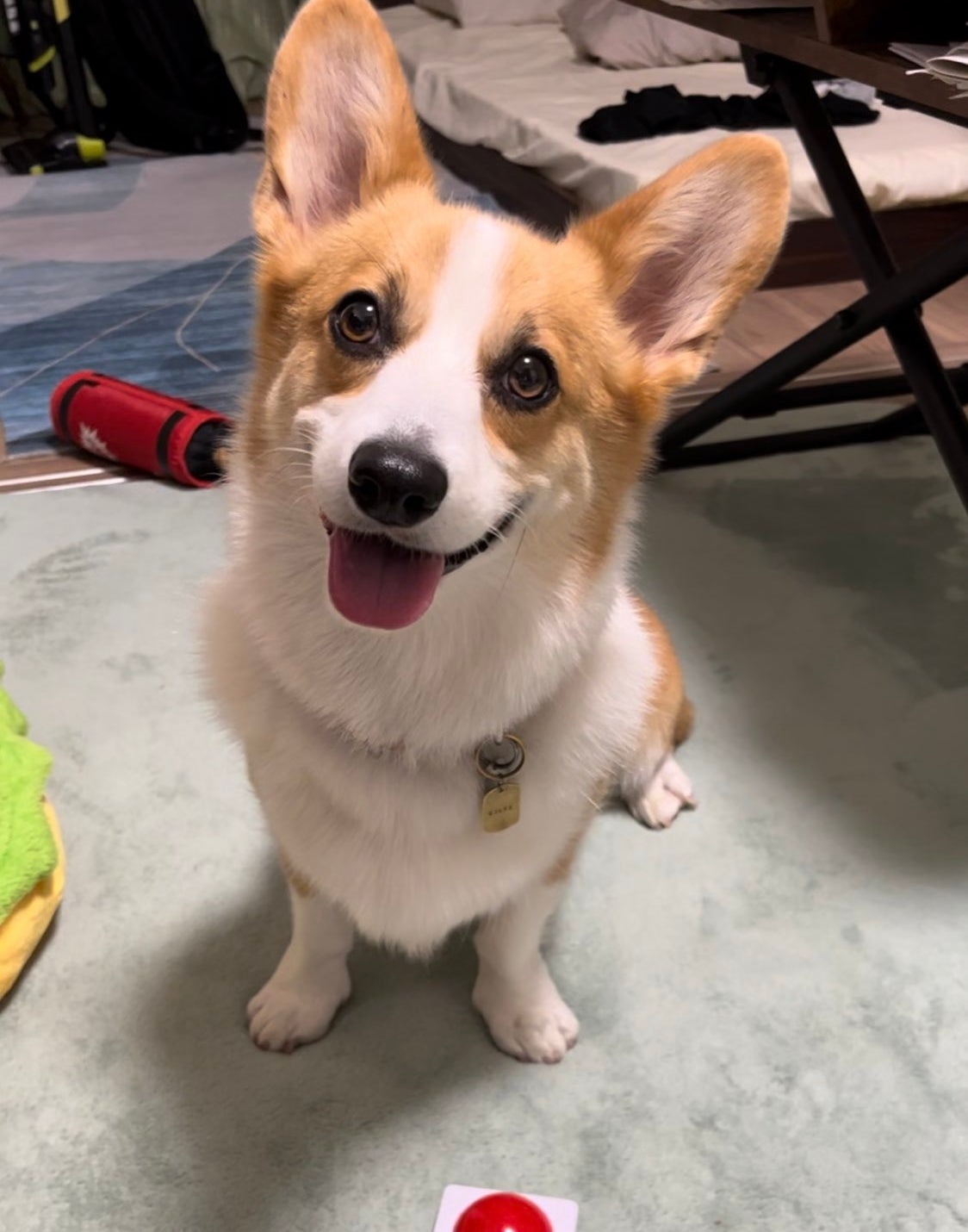 カメラに向かって笑う閣下 / 閣下と下僕（@KAKKAtoGEBOKU）さんのXより