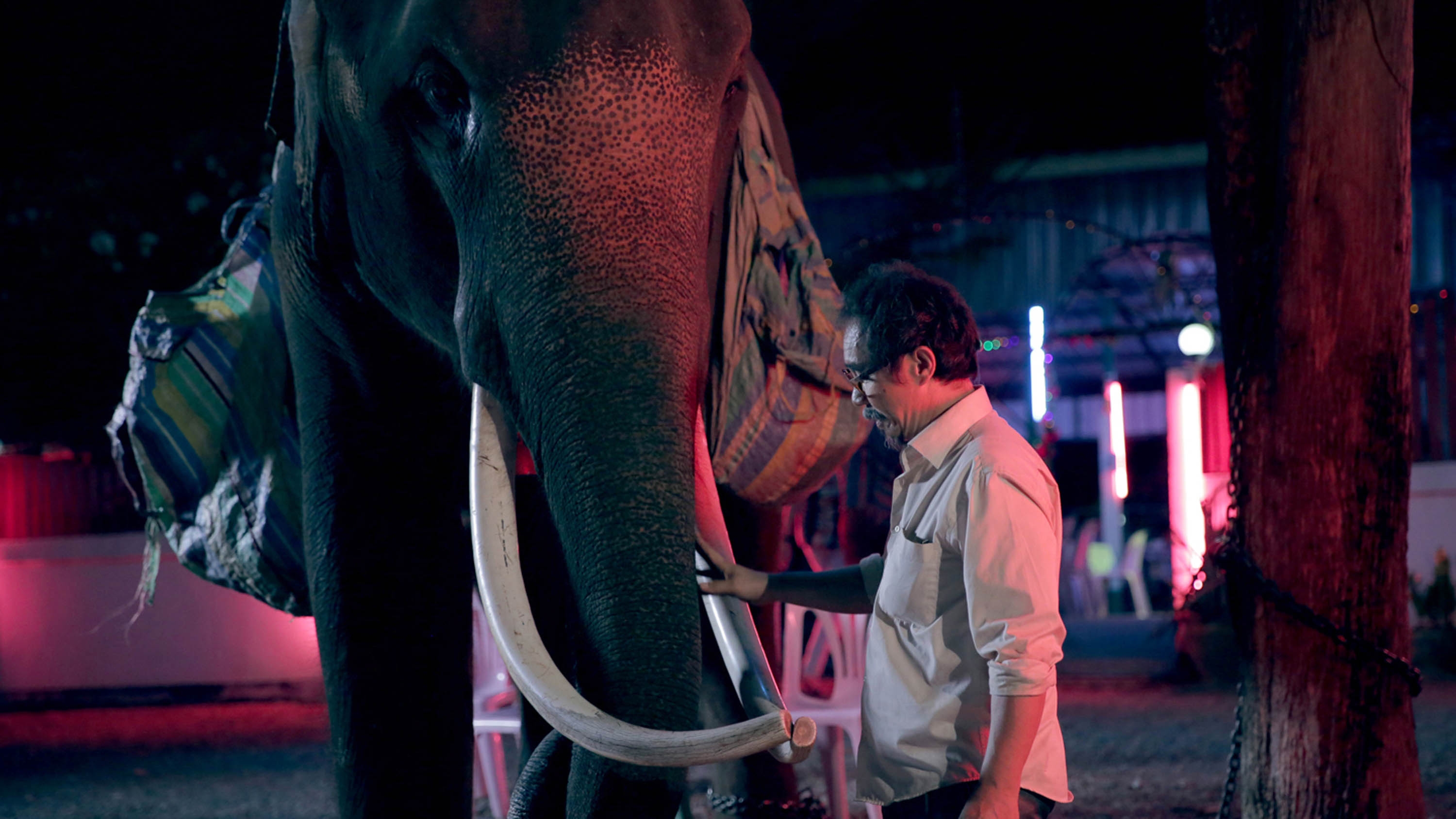 A man interacts with a large elephant under neon lights, creating a dramatic scene