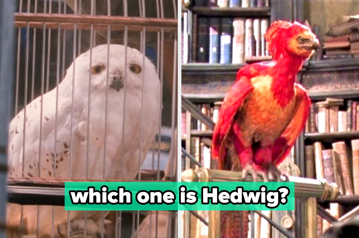 Most Fans Can't Identify 13/16 Of These "Harry Potter" Animals — Can You?