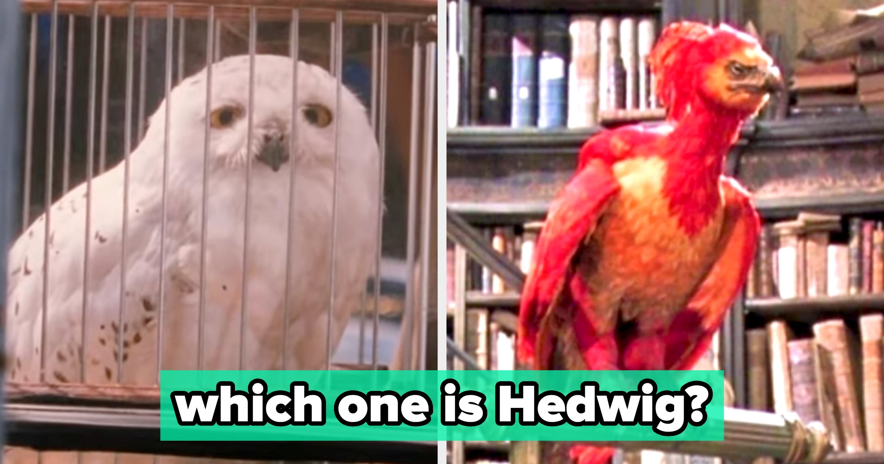 Most Fans Can't Identify 13/16 Of These "Harry Potter" Animals — Can You?