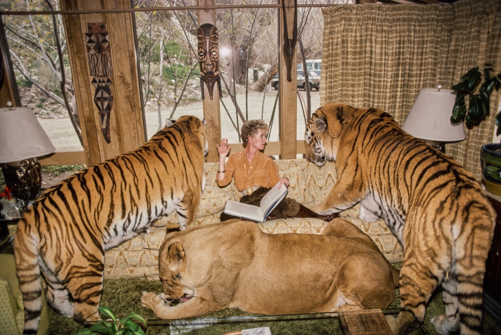 Person sitting on a couch reading, surrounded by two tigers and a lioness, inside a room with tribal masks and large windows
