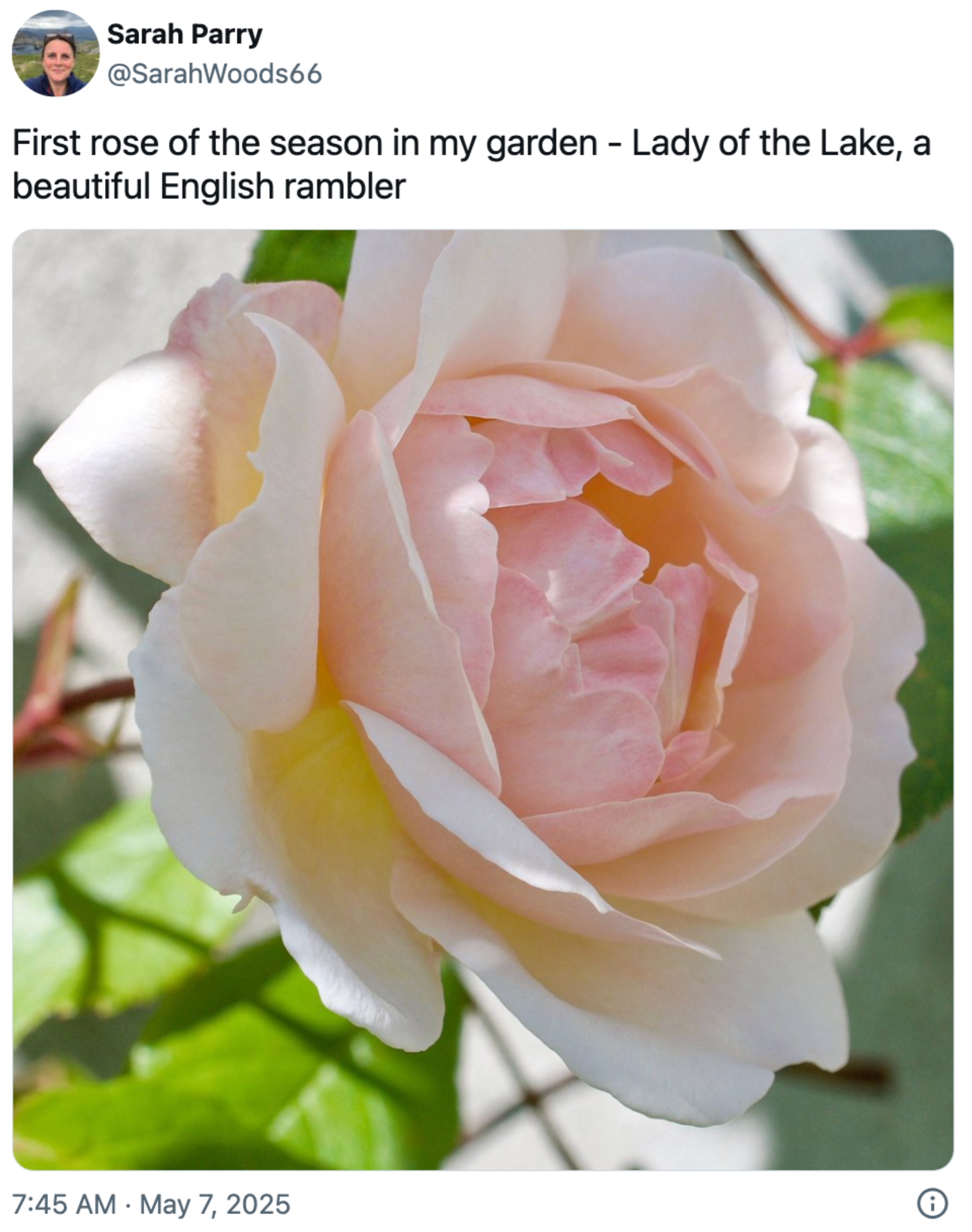 Close-up of a blooming rose labeled "Lady of the Lake," with caption about it being the first rose of the season in the garden